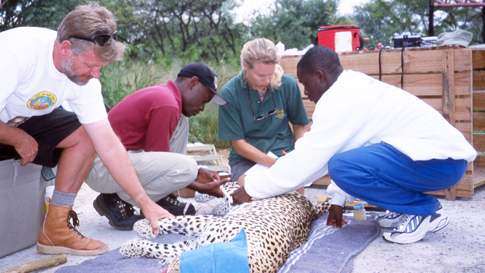 Cheetahs… and an Unexpected Leopard