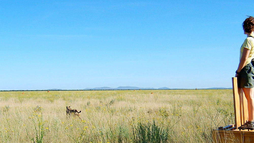 Collared Cheetahs Pass Away and One Cheetah Released