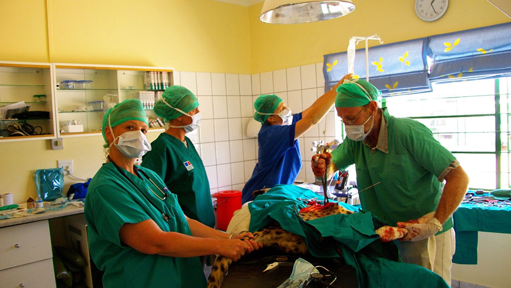 Knee Surgery for Resident Cheetah Axel