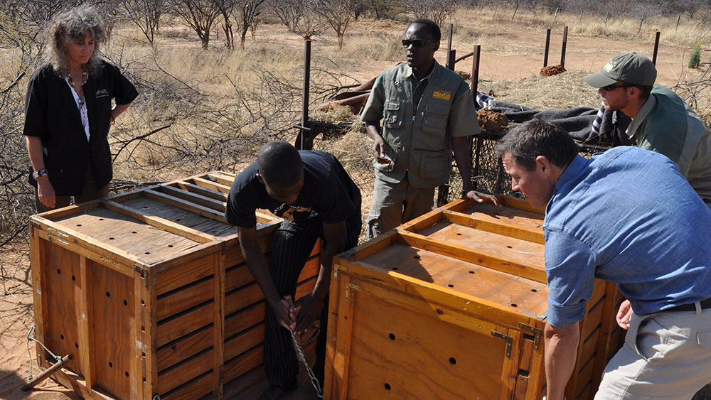 Cheetah Release and Jeff Corwin’s “100 Heartbeats”