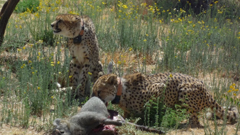 Road to Freedom for More Cheetahs