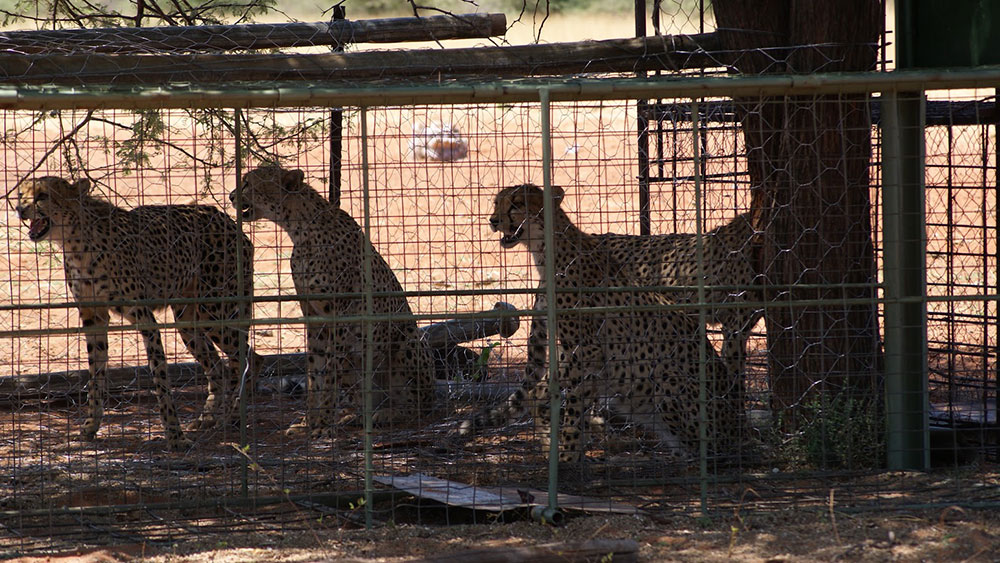 Gobabis to Otjiwarongo: The Translocation of Four Females