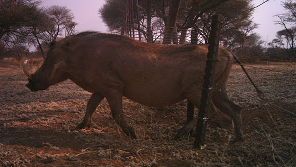 Swing Gates to Reduce Human-Cheetah Conflict