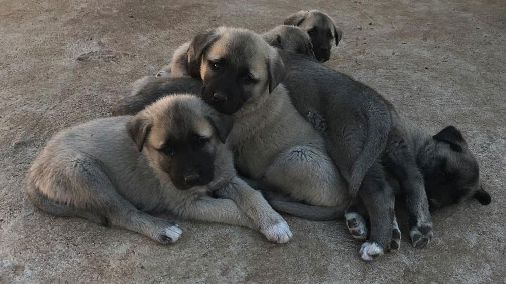 Stuck in Namibia! Wildlife, Goats and PUPPIES!!