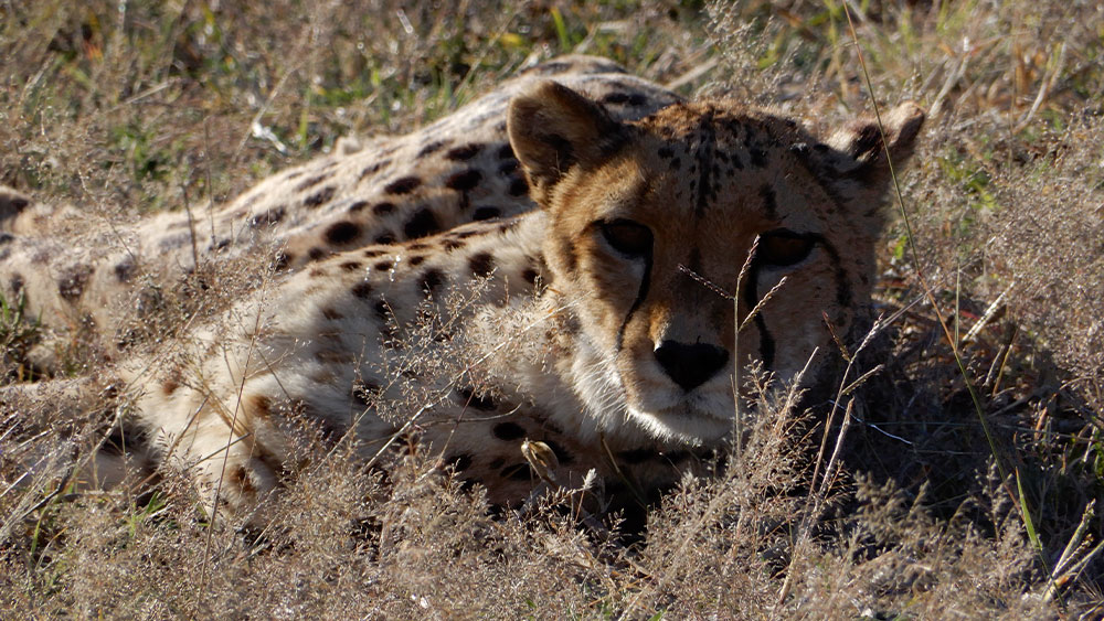 Eulogy for Resident Cheetah Harry