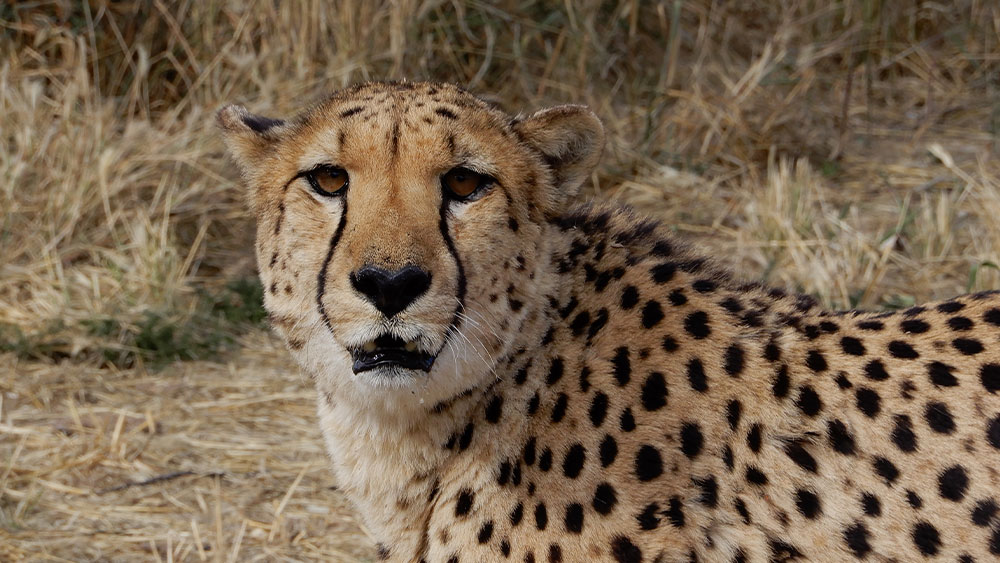 Eulogy for Resident Cheetah Phil