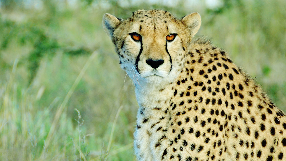 Eulogy for Resident Cheetah Rohini-Tallala