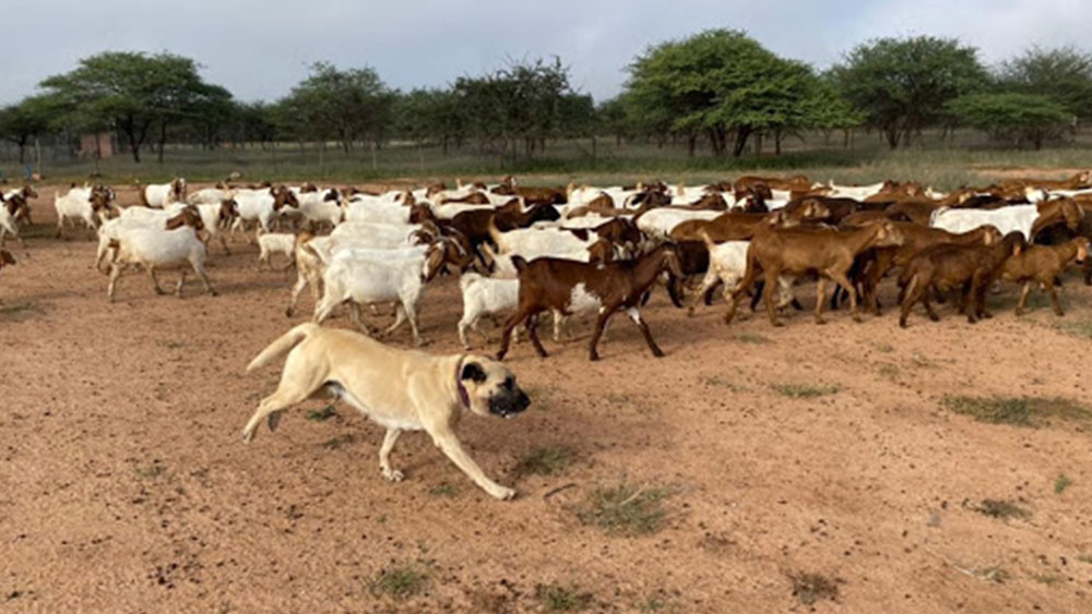 Healthy, Happy Dogs Make for Safe, Protected Cheetahs