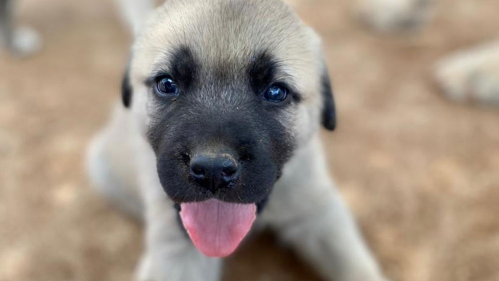 Livestock Guarding Dog Personality Traits Give Insights into Performance