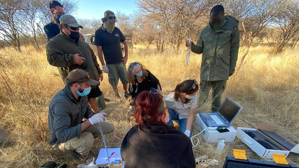 Field Scans and Clinic Exams with SoundVet