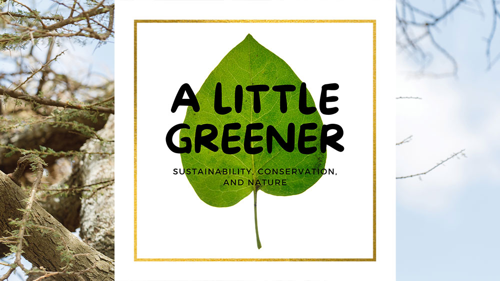 CCF’s Chapter Leader Kristen Latzke Talks Cheetahs on “A Little Greener” Podcast