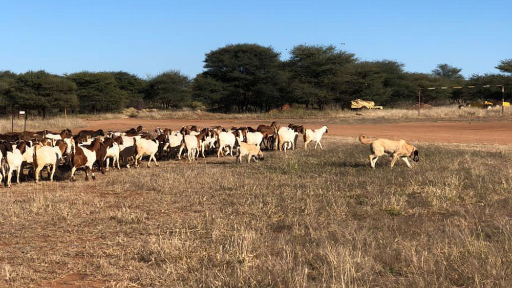 Gaining Insights into How Livestock Guarding Dogs Protect Cheetahs