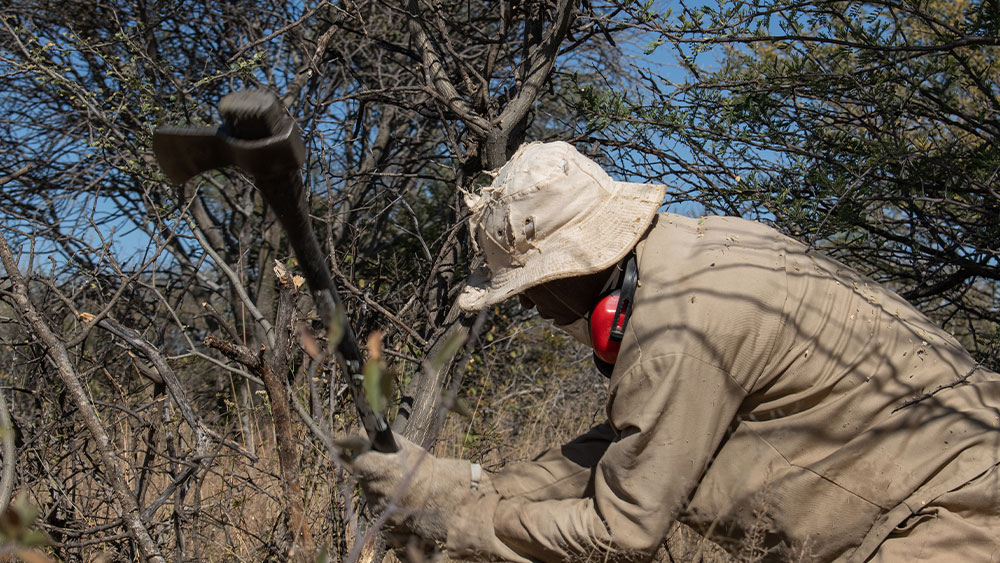 Clearing the Land for Cheetahs