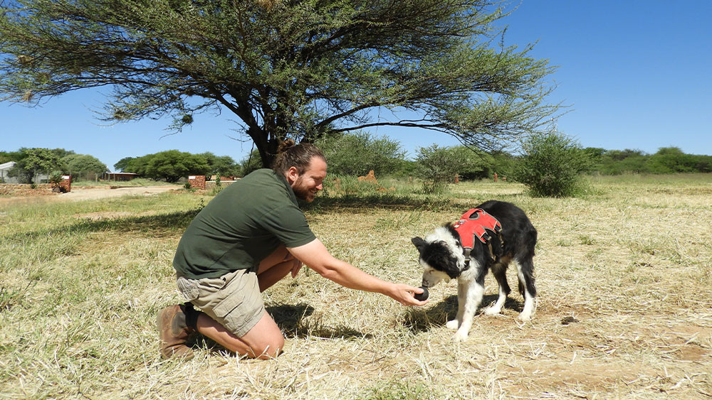 Finn, CCF’s First Scat Detection Dog, Turns 16!