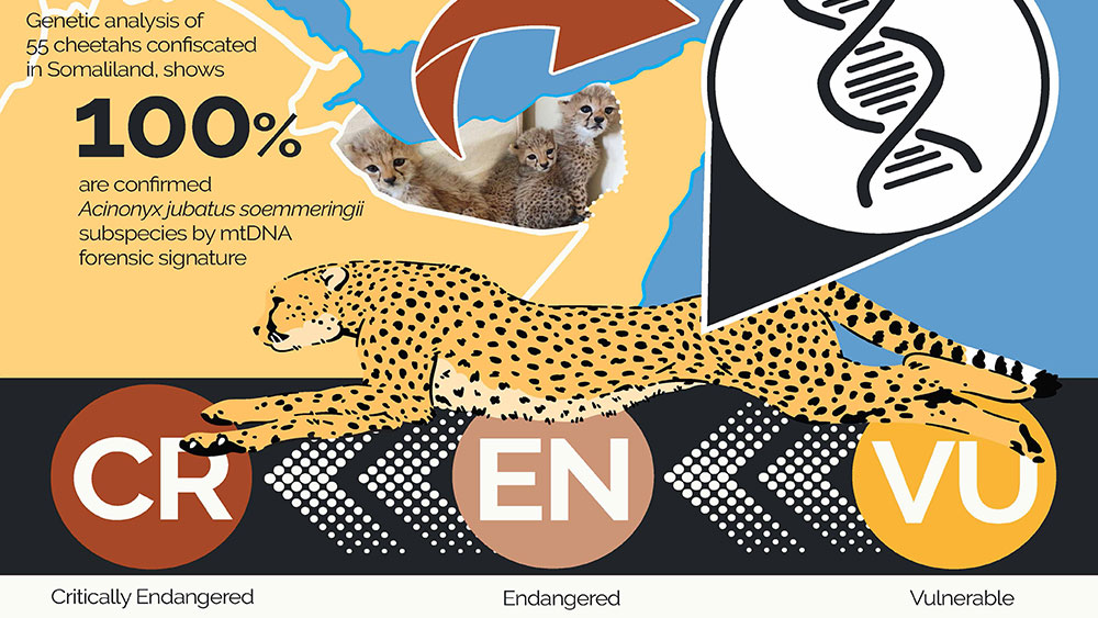 CCF’s Landmark Research Reveals Impact of Illegal Trade on NE Cheetah Subspecies