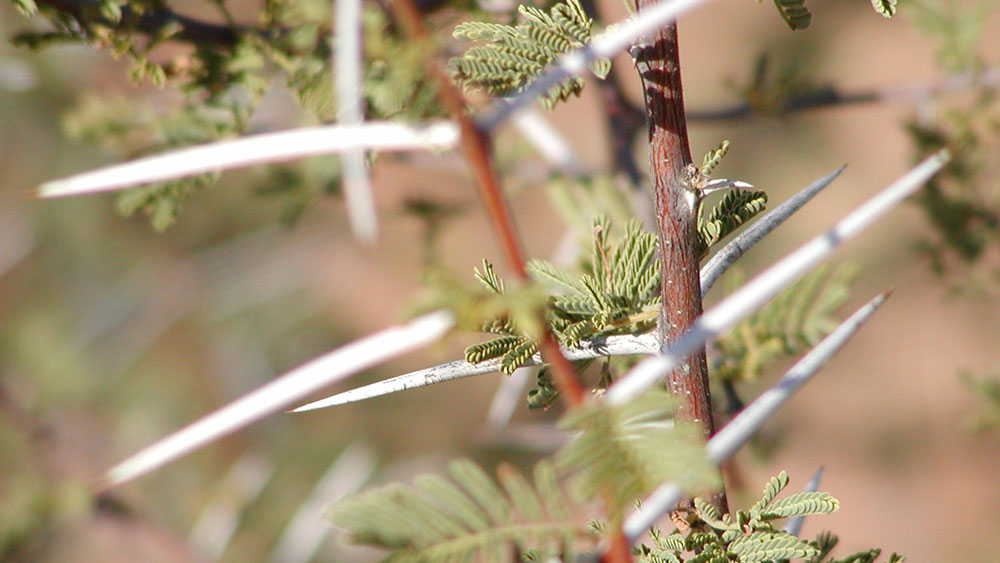 Thornbush Density Impacts Hunting Success of Cheetah and Leopard