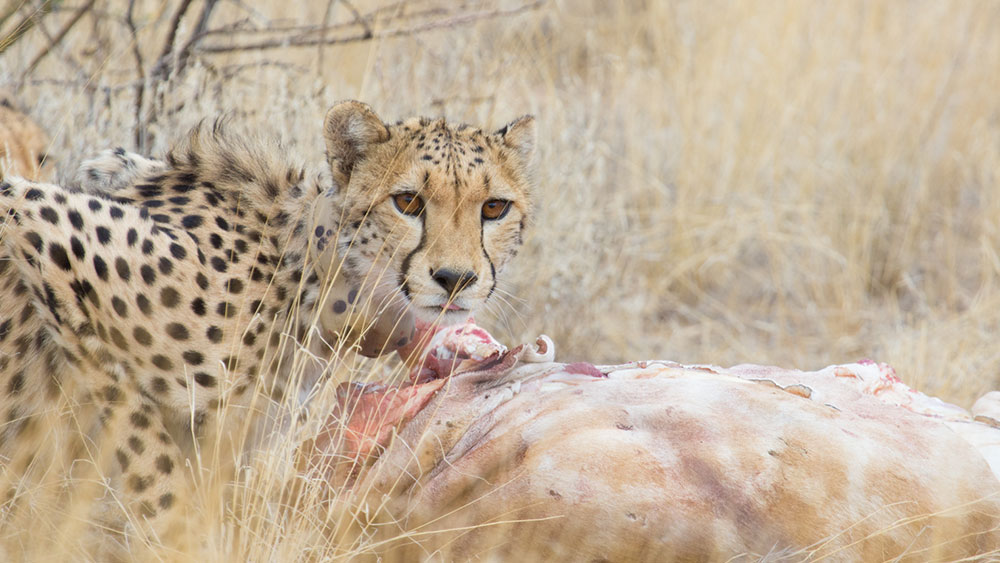 Update on Cheetahs Released in Erindi