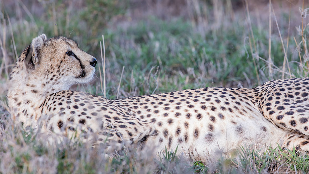 Why Helping People Is Key to Saving the Endangered Cheetah