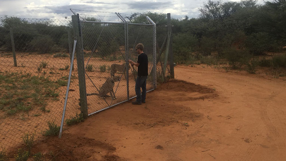 Cheetah Release – Four Cheetahs Returned to the Wild