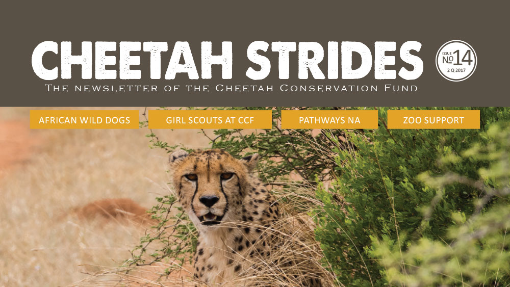 Cheetah Strides No. 14