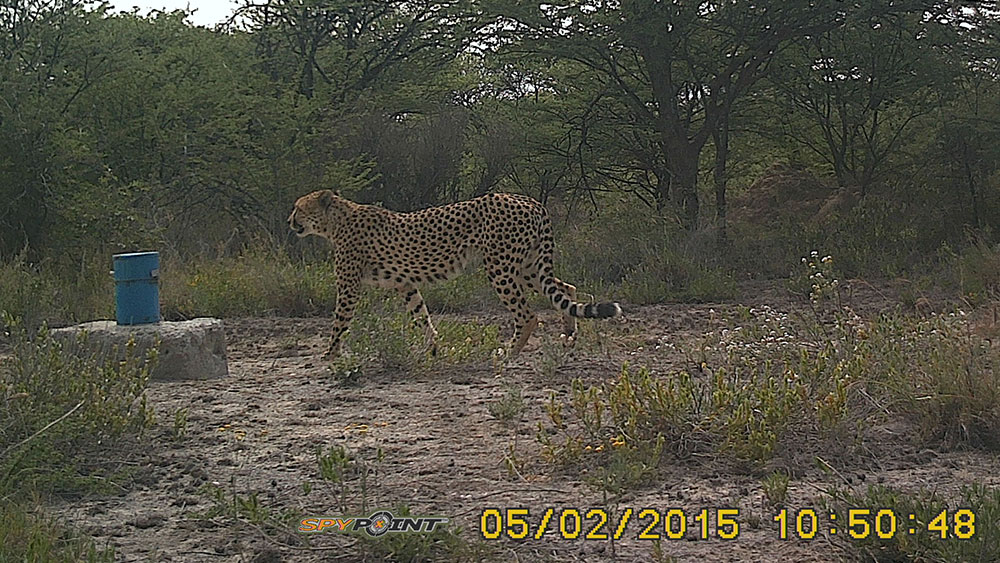 CCF and B2Gold Biodiversity Monitoring Project