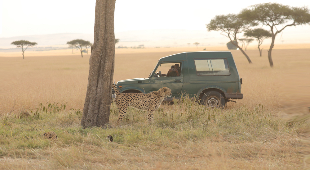 Thank You from Mara-Meru Cheetah Project