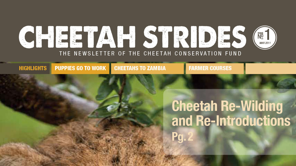 Cheetah Strides No. 1