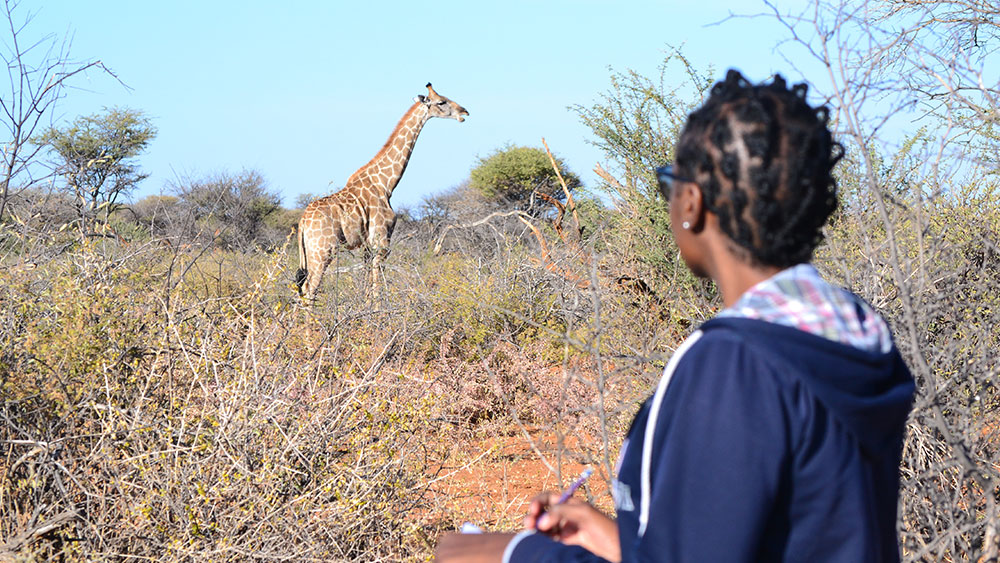 Studying Giraffes at CCF