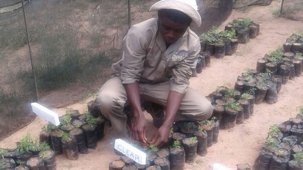 Growing 400 Moringa Trees at CCF