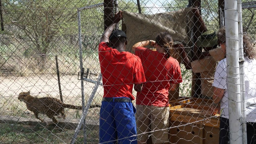 Cheetah Cub Relocation