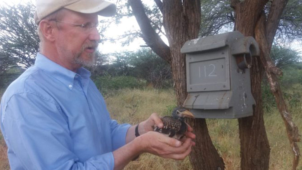 Research Project – Hornbills and Cavity Nesters