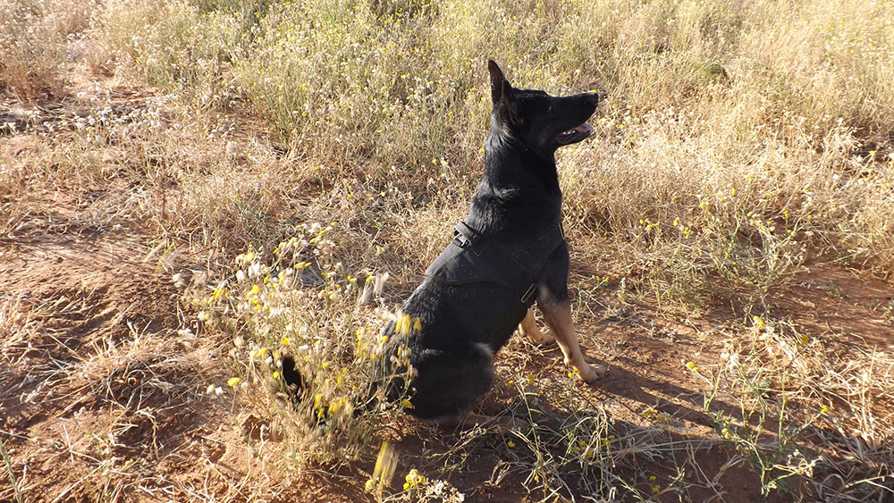 CCF’s Next Generation of Detection Dogs