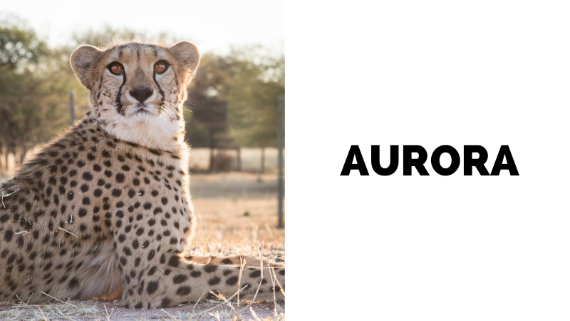 Aurora was brought to CCF as a cub only several weeks old in April, 2013. A farmer found Aurora without any sign of her mother and kept her for two weeks before calling CCF. When she arrived at CCF her claws had been cut, she was malnourished, and was extremely frightened. Since being at CCF she has been introduced to another female cub, Rainbow, who arrived at CCF around the same time. The two have been inseparable companions ever since.