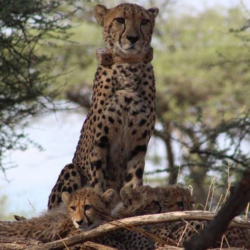 Hela's Journey: From Orphaned cheeat Cub to Wild Mother