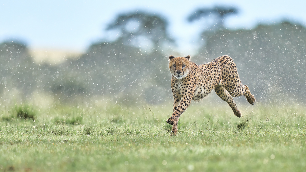 July’s wildlife photographer of the month – Jenny Zhao and Roger Zhu